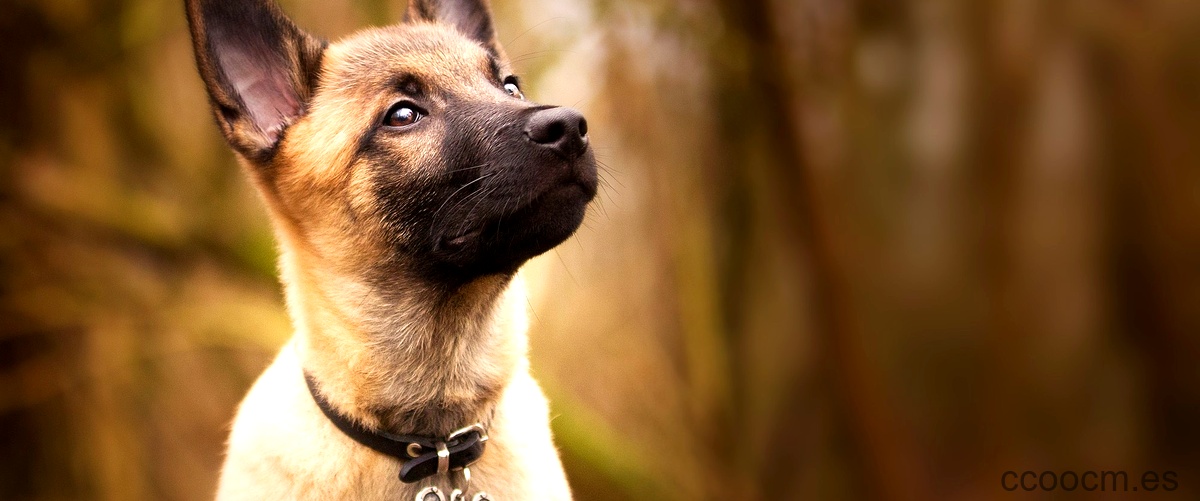 ¿Cuál es la raza de perro mestiza más común?