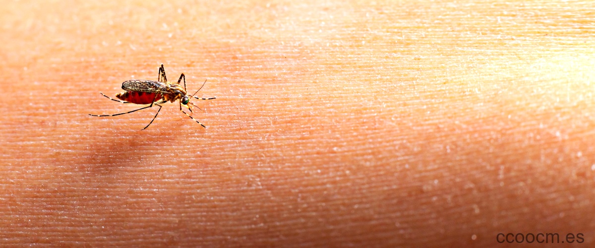¿Cuáles son los cuatro tipos de mosquitos?