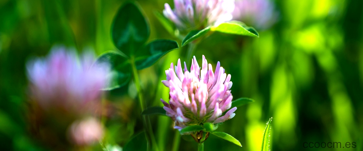 Eupatorium perfoliatum: una alternativa natural en la medicina homeopática