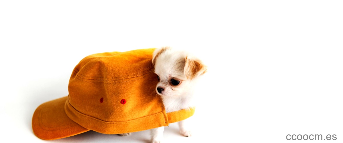 Gorras para perros pequeños: moda y comodidad para tu mascota
