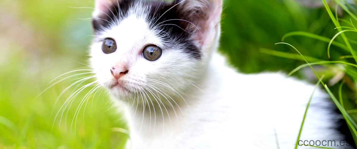 La canción del gatito suave: la ternura felina en español