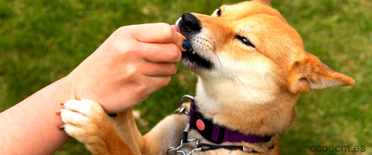 ¿Qué cosas no deben comer los perros?