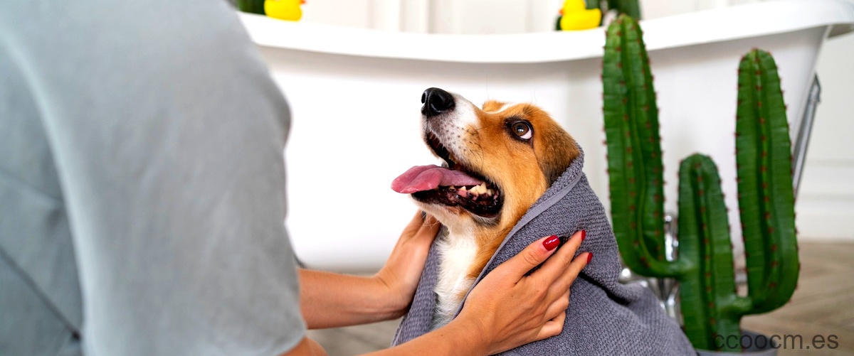 ¿Qué es la dermatitis seborreica en perros?